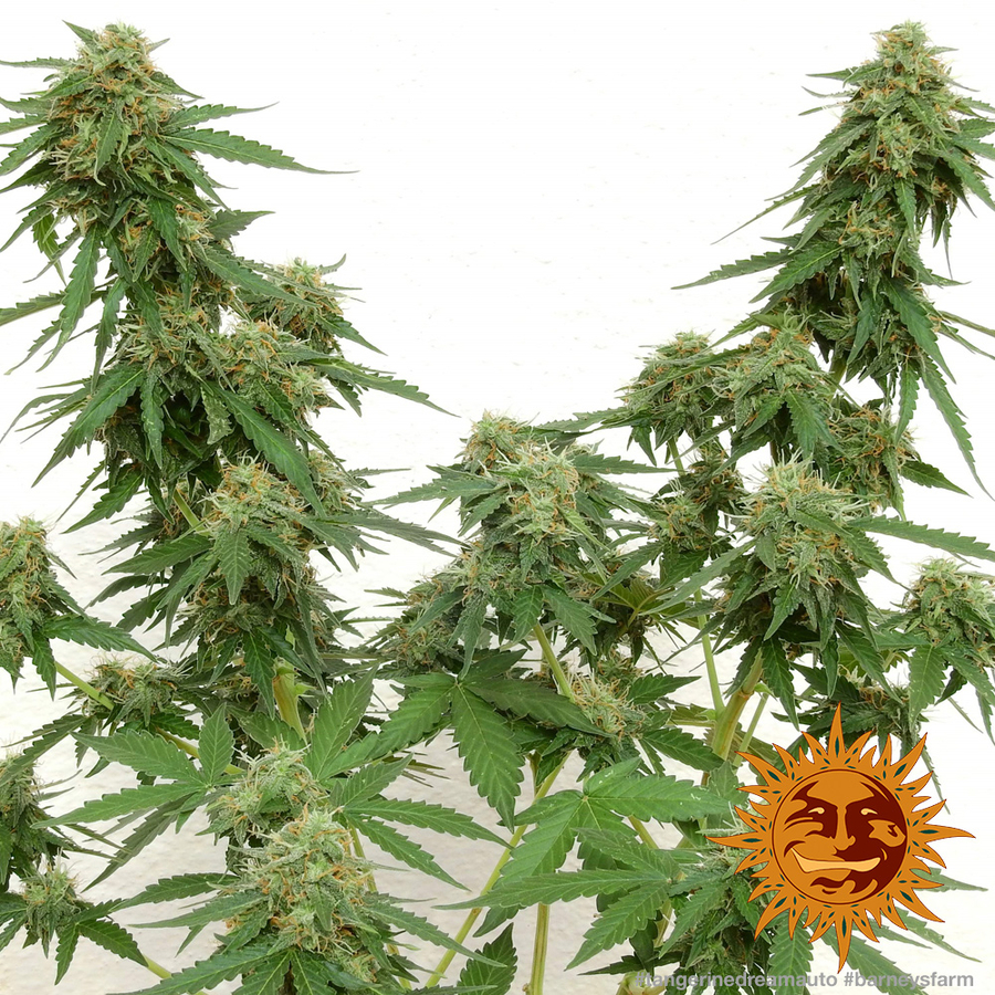! TANGERINE DREAM AUTO™ Autoflowering Cannabis Seeds BARNEYS FARM®