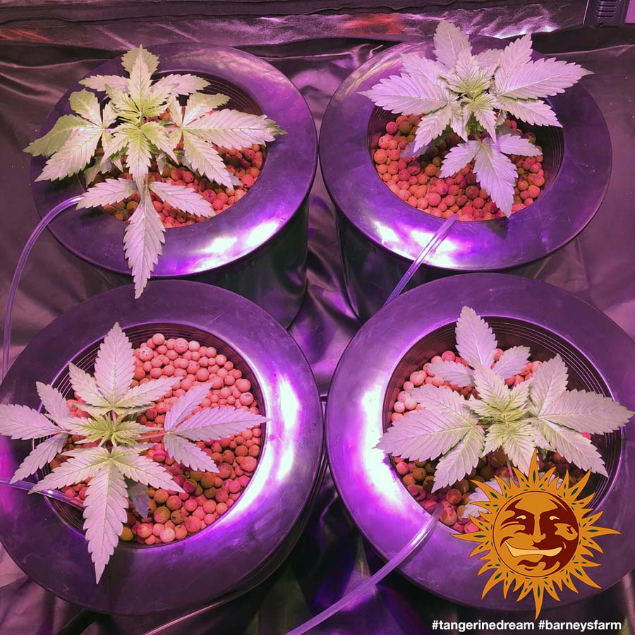 ! TANGERINE DREAM™ Cannabis Seeds BARNEYS FARM®