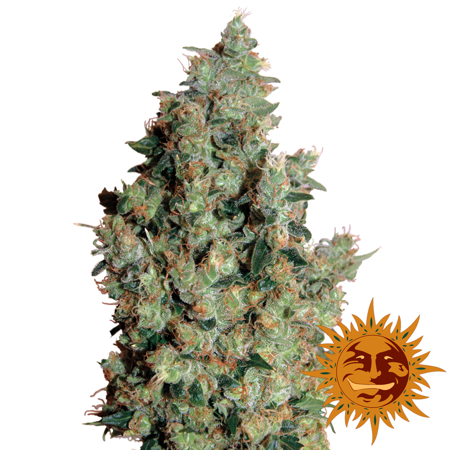 tangerine dream strain ratio tangerine dream strain ratio