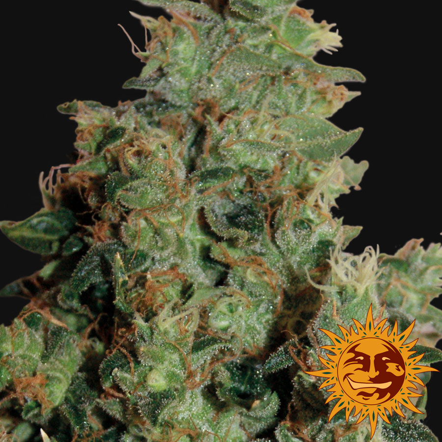 tangerine dream tangerine dream