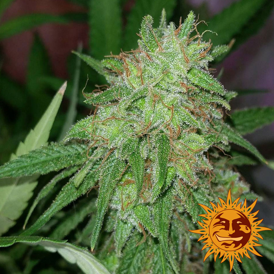 ! Tangerine Dream Semillas de Cannabis  Oficial de Barneys Farm ES