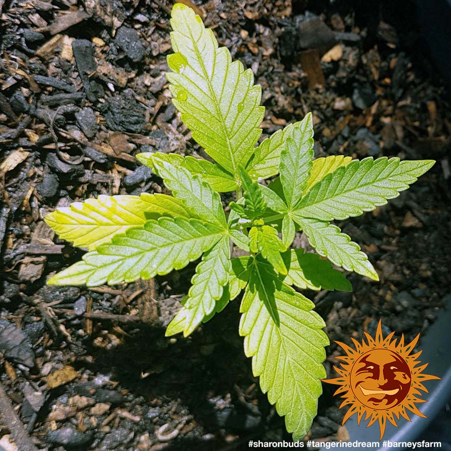 tangerine dream strain grow outdoors tangerine dream strain grow outdoors