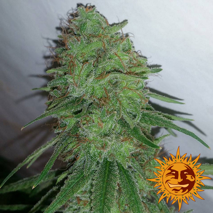 tangerine dream strain plant tangerine dream strain plant