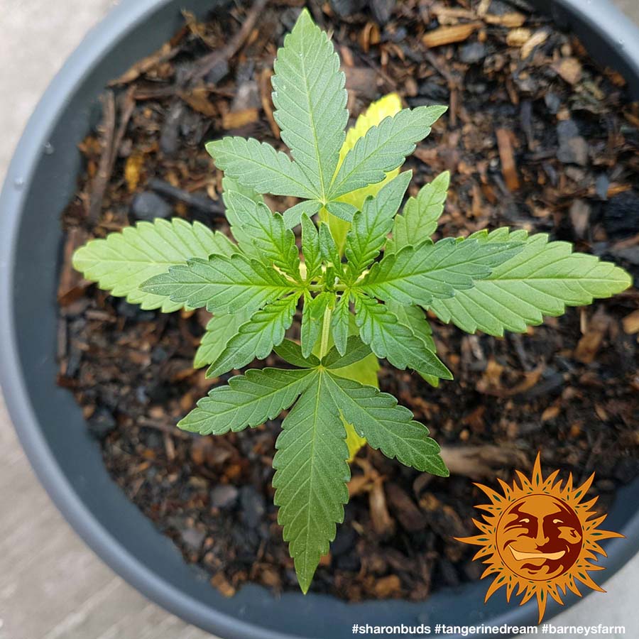 ! TANGERINE DREAM™ Cannabis Seeds BARNEYS FARM®