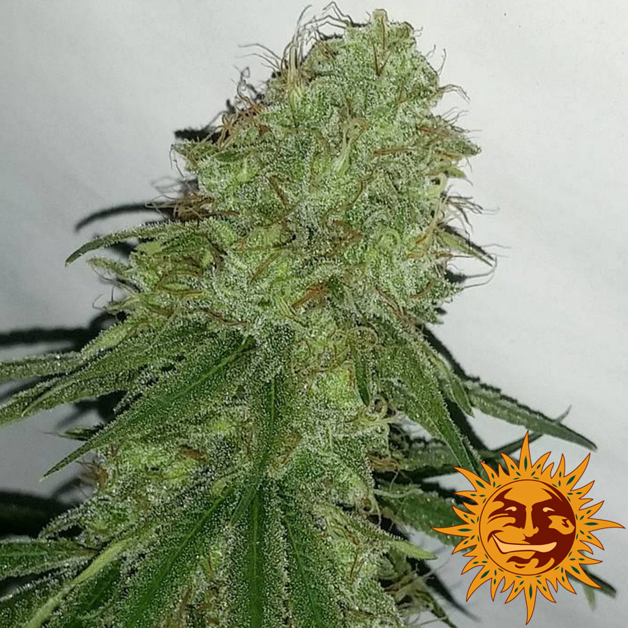 Tangerine Dream naked 820