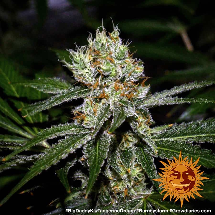 ! TANGERINE DREAM™ Cannabis Seeds BARNEYS FARM®