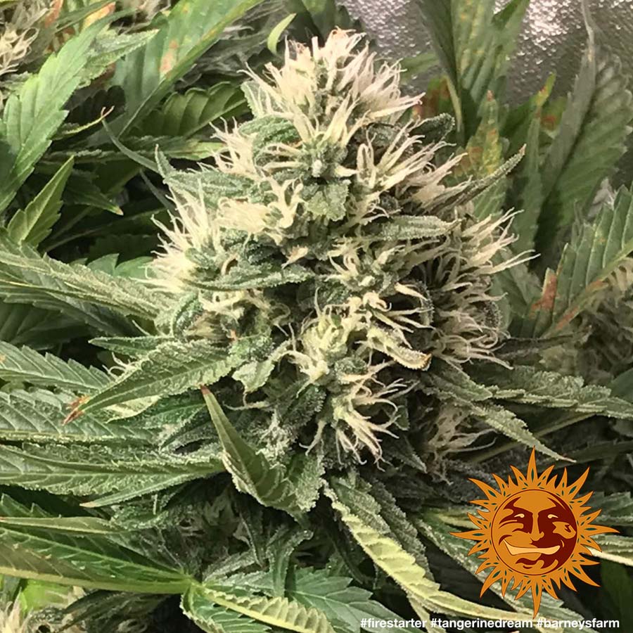 barney farms tangerine dream barney farms tangerine dream