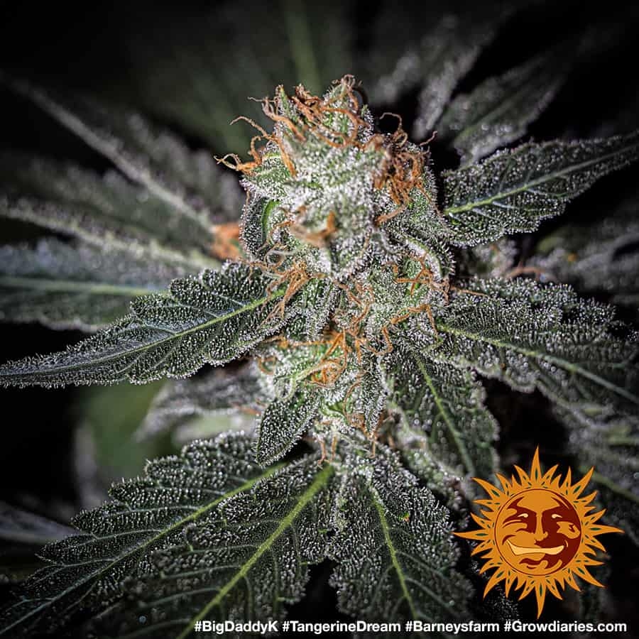 barney farms tangerine dream barney farms tangerine dream