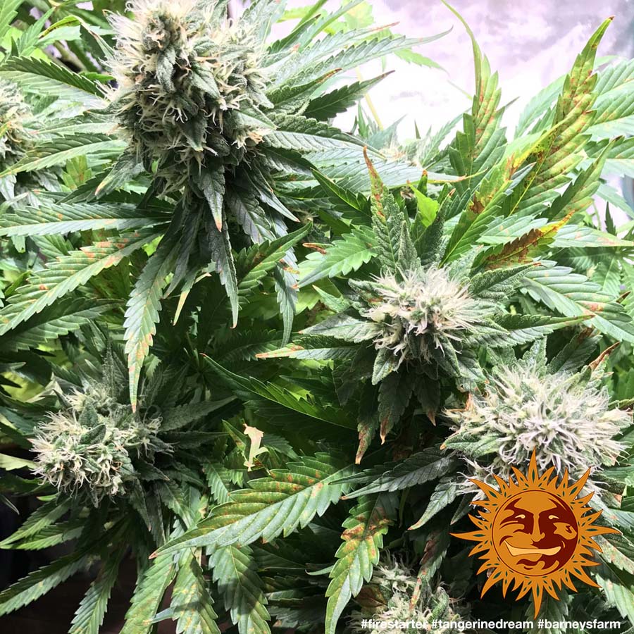tangerine dream strain plant tangerine dream strain plant