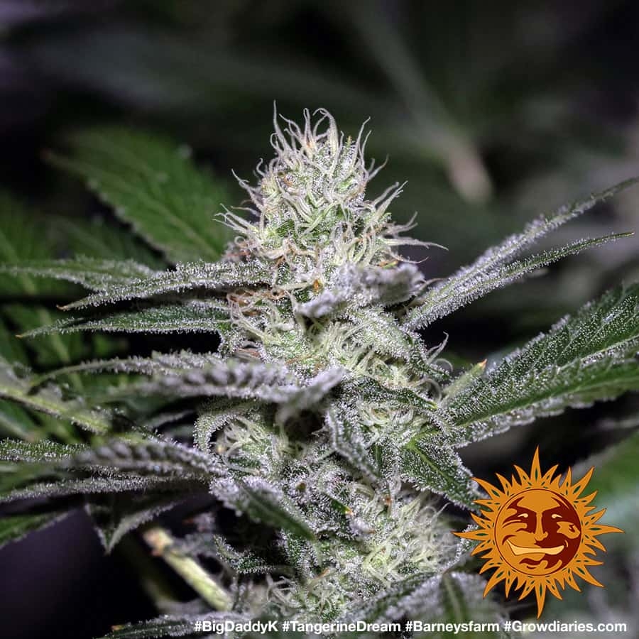 barney farms tangerine dream barney farms tangerine dream