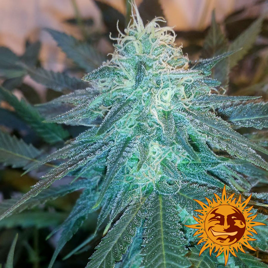 ! Triple Cheese Cannabis Seeds Official Barneys Farm Site