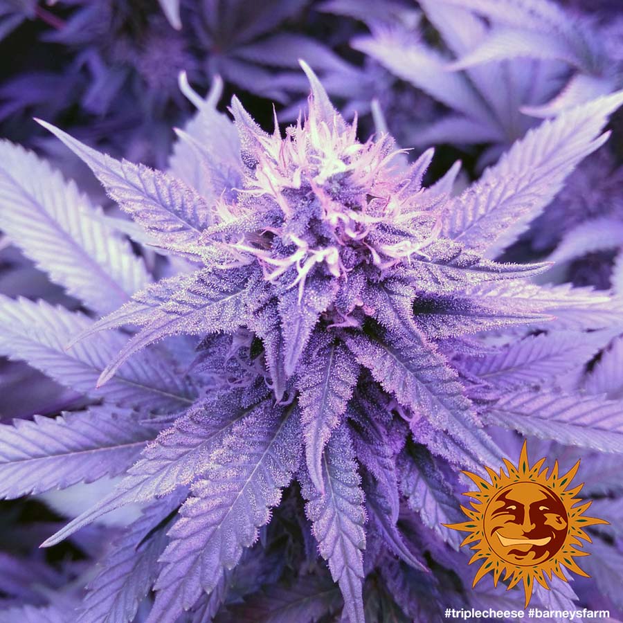 ! TRIPLE CHEESE™ Cannabis Seeds BARNEYS FARM®