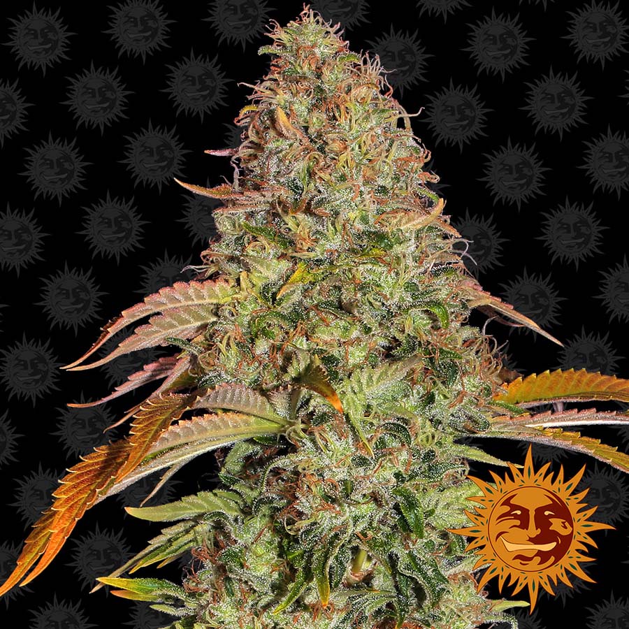 ! ZKITTLEZ OG AUTO™ Autoflowering Cannabis Seeds BARNEYS FARM®