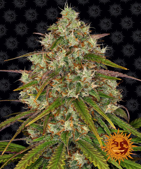 Liberty Haze Main Image