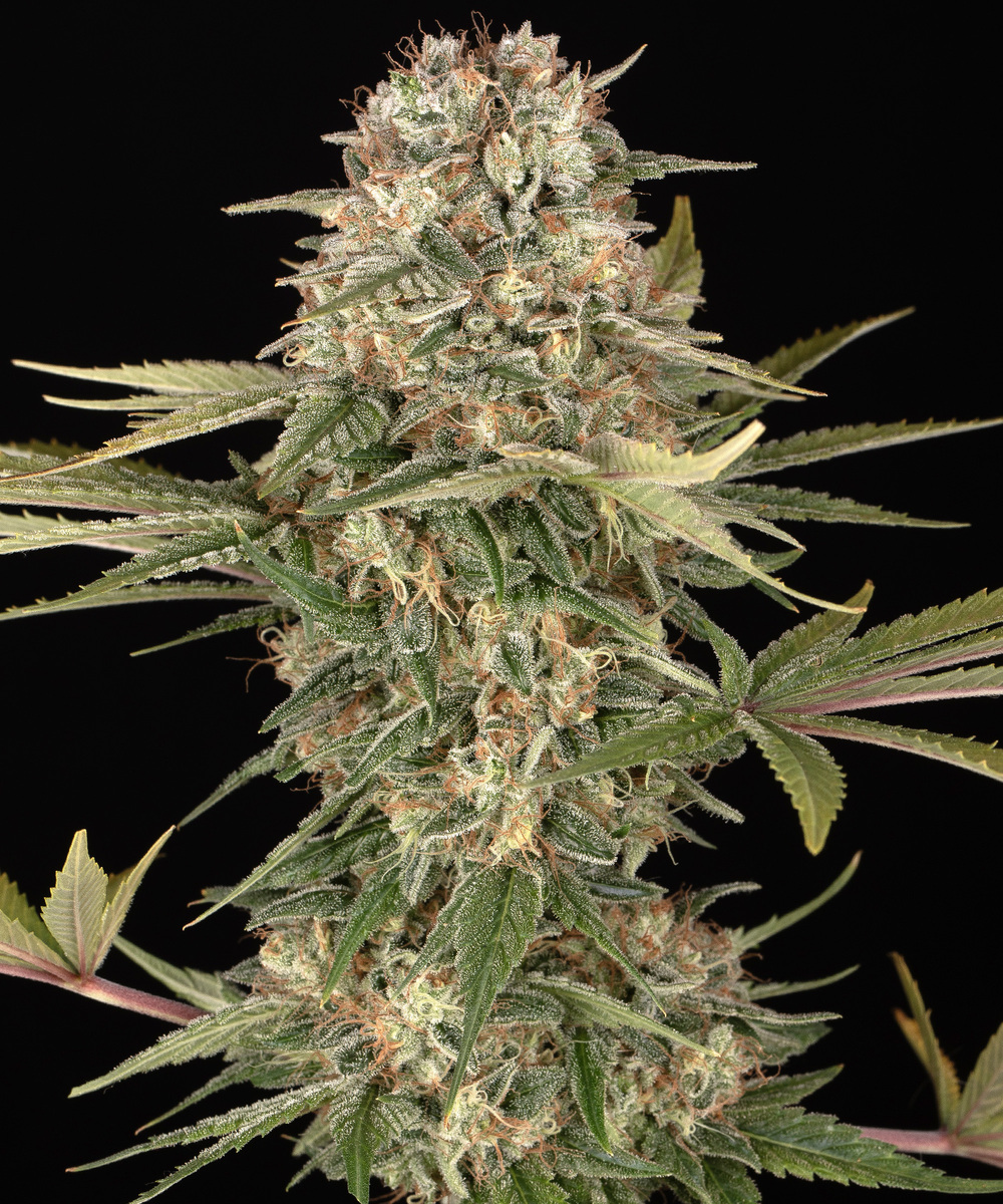 Master Kush - Regular Strain 2