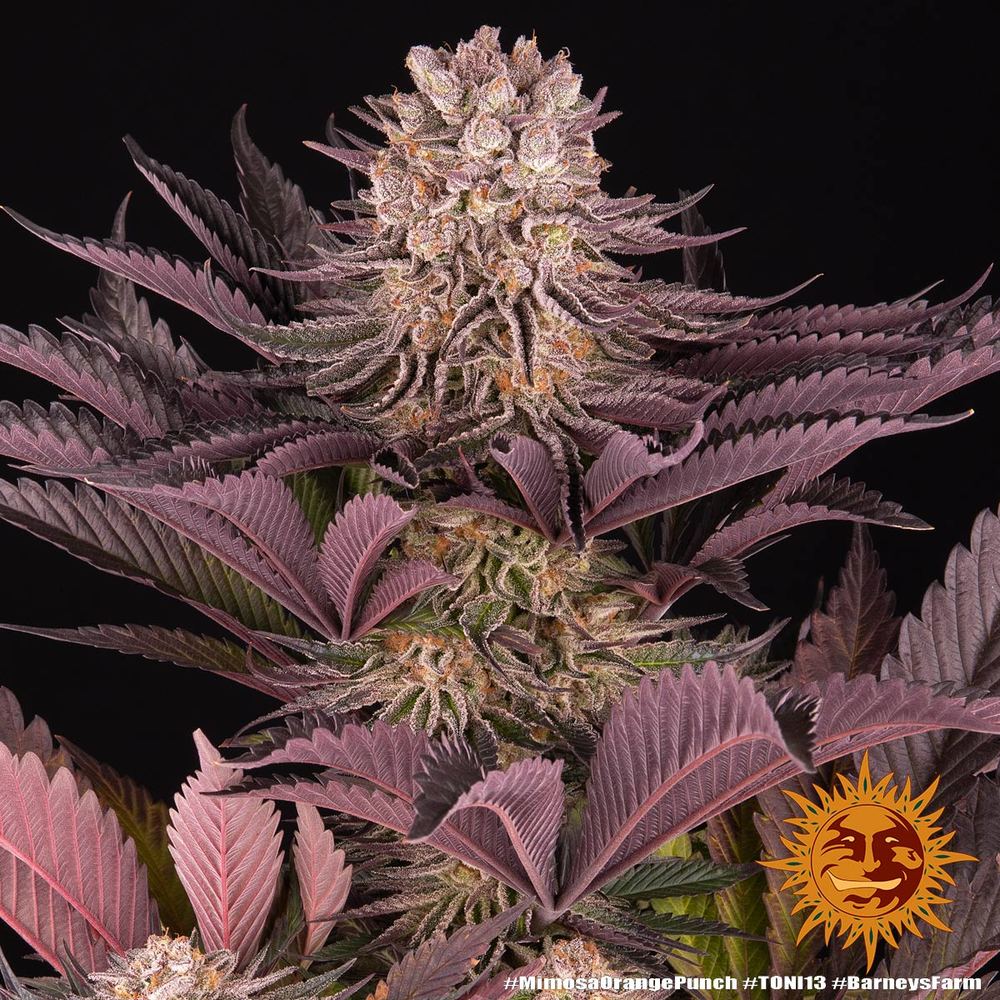 Mimosa X Orange Punch Cannabis Seeds Barneys Farm