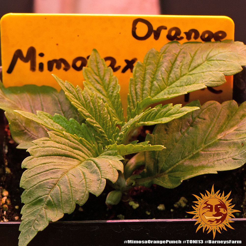 ! MIMOSA X ORANGE PUNCH™ BARNEYS FARM® Sementes de Cannabis