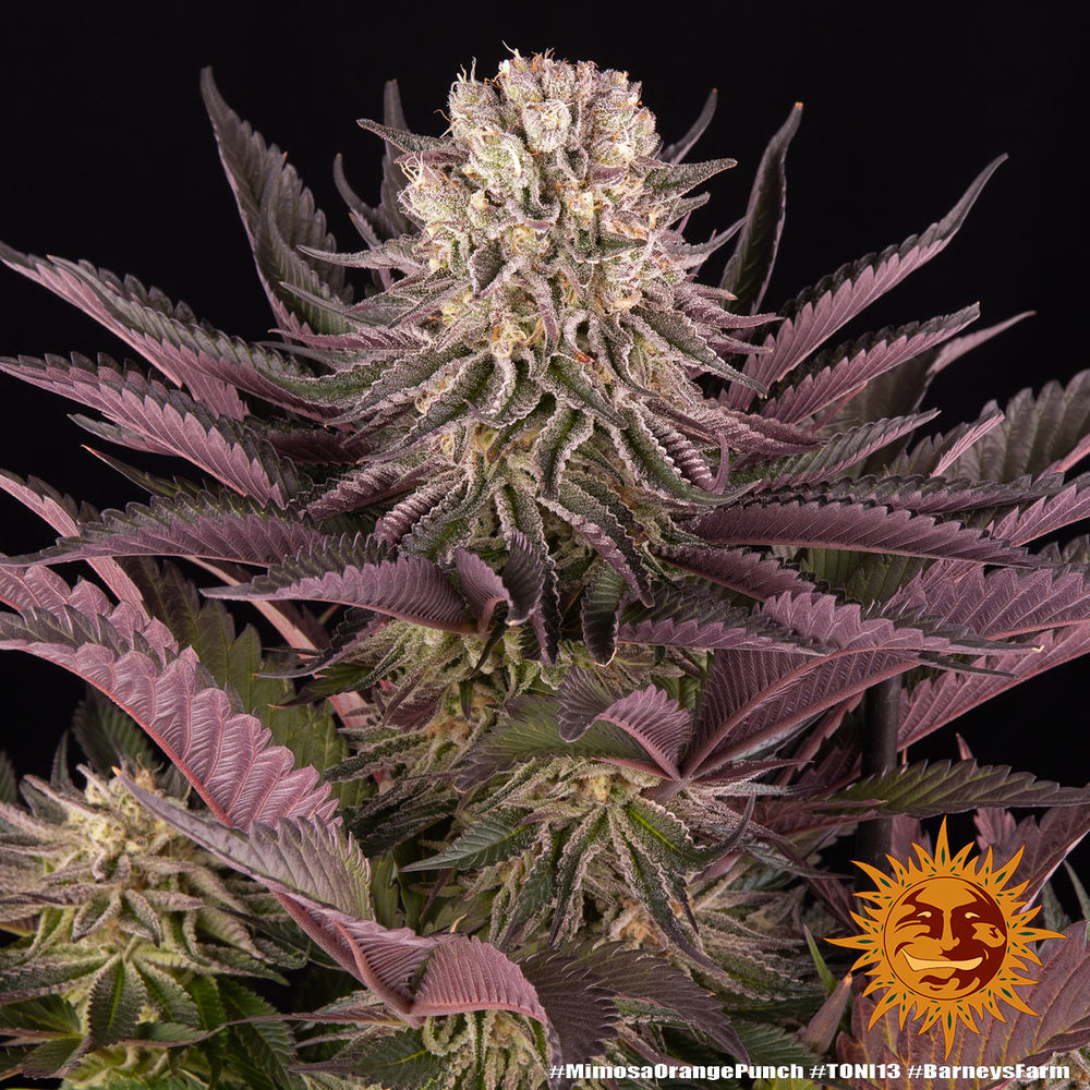 MIMOSA X ORANGE PUNCH Cannabis Seeds BARNEYS FARM mimosa-x-orange-punch-cannabis-seeds-barneys-farm