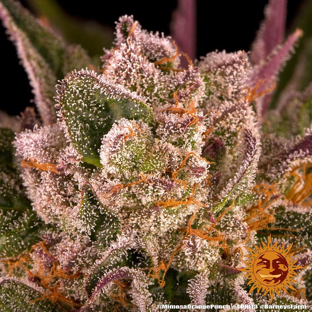 ! MIMOSA X ORANGE PUNCH™ BARNEYS FARM® Sementes de Cannabis