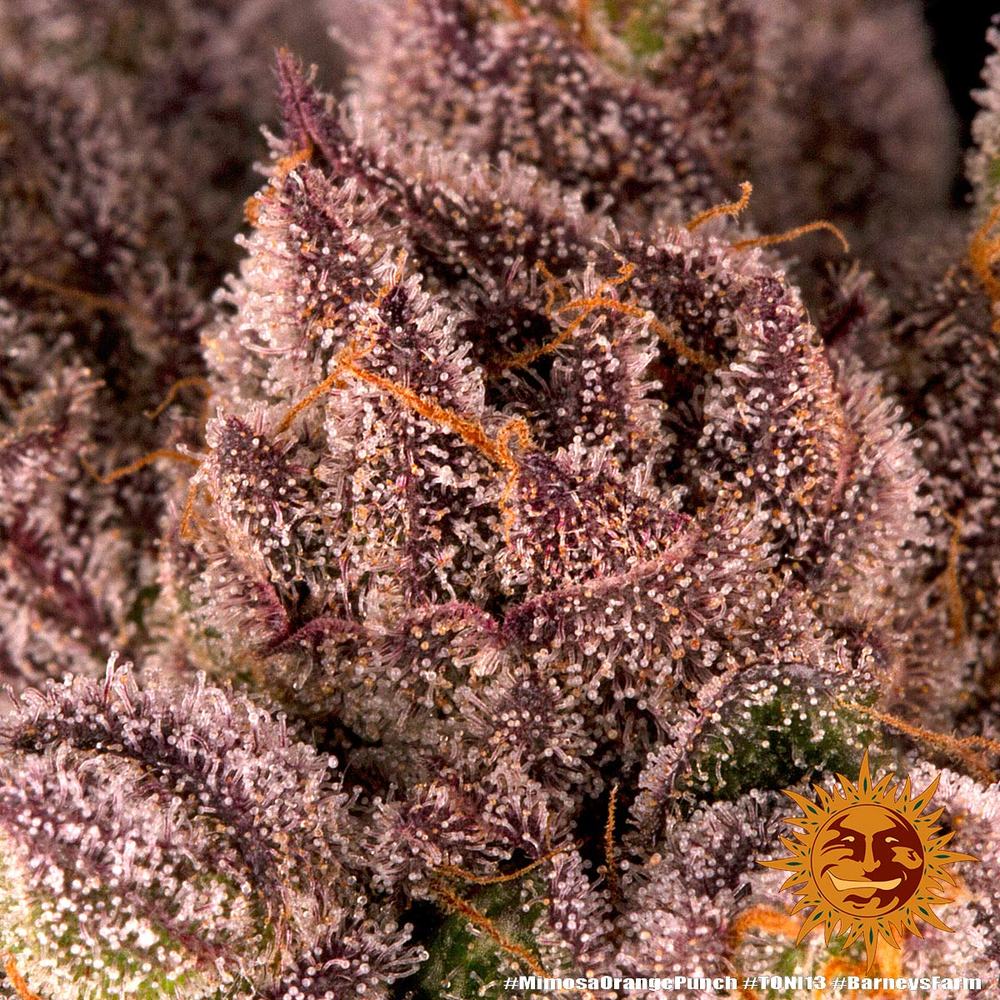 mimosa-x-orange-punch-cannabis-seeds-barneys-farm
