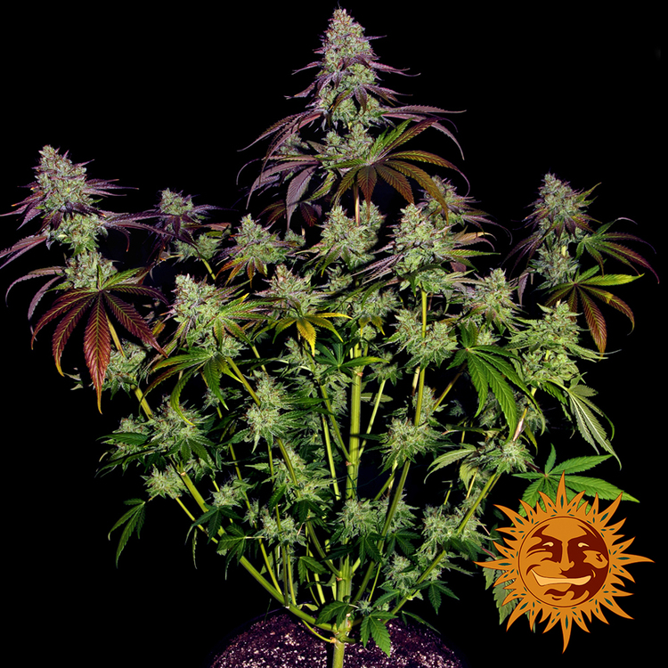 the phenotype Of Popular Mimosa Marijuana Seeds Online.