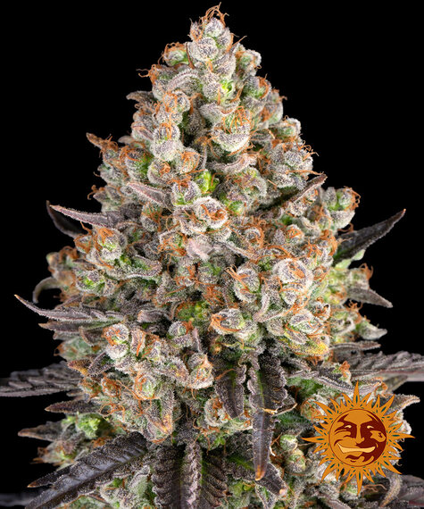 OG Kush-image