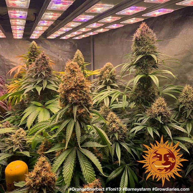 ! ORANGE SHERBERT™ Cannabis Seeds BARNEYS FARM®