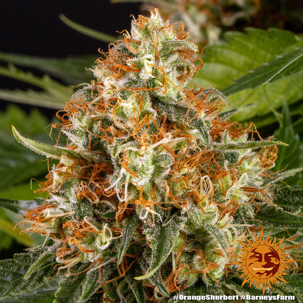 Orange Sherbet Auto Cannabis Seeds – Buy Orange Sherbet Strain