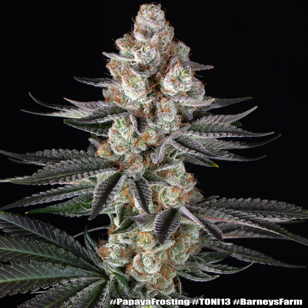 Papaya Frosting 13