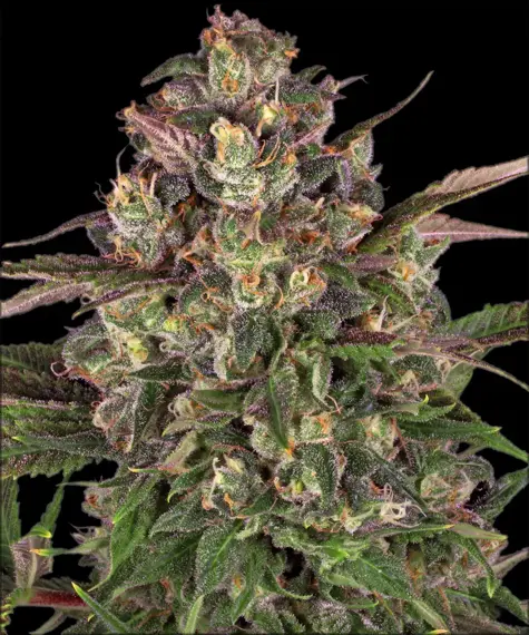 Peyote Critical Strain
