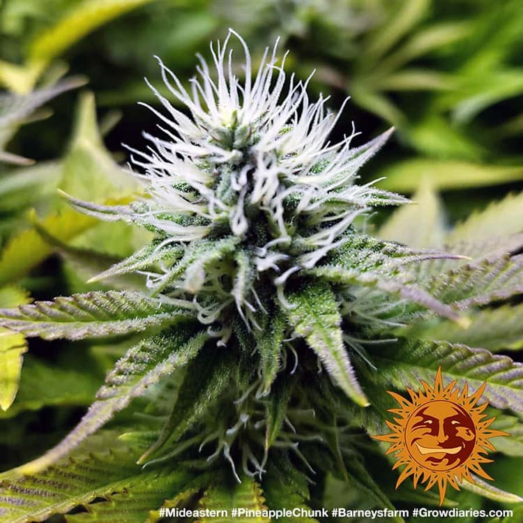 ! PINEAPPLE CHUNK™ Cannabis Seeds BARNEYS FARM®