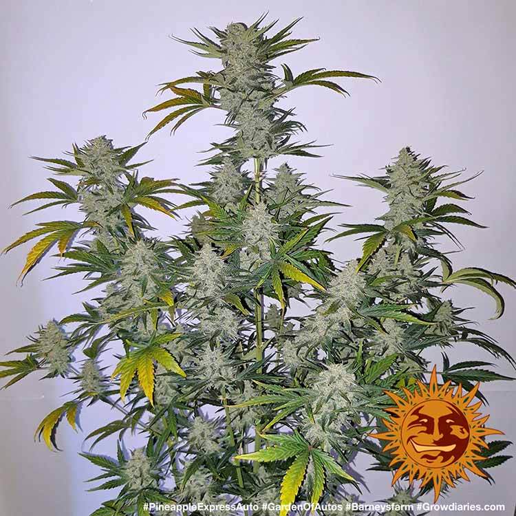 ! PINEAPPLE EXPRESS AUTO™ Autoflowering Cannabis Seeds BARNEYS FARM®