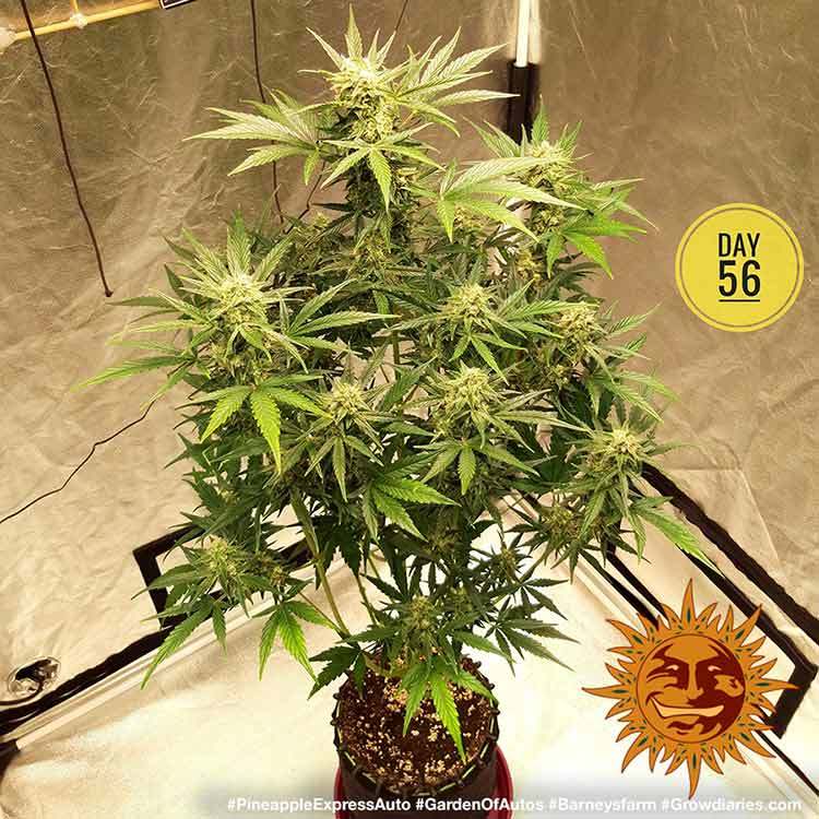 ! PINEAPPLE EXPRESS AUTO™ Autoflowering Cannabis Seeds BARNEYS FARM®