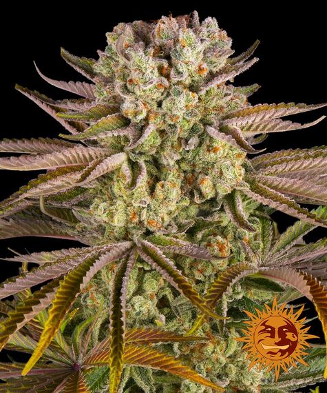 Pineapple Express-image