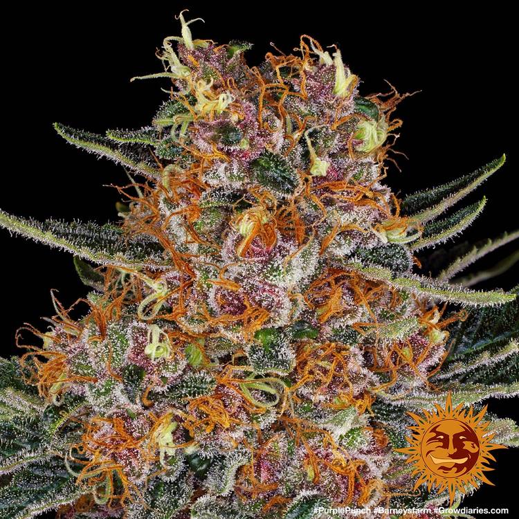 ! PURPLE PUNCH AUTO™ Autoflowering Cannabis Seeds BARNEYS FARM®