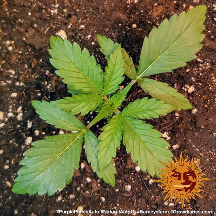 gmo x purple punch strain gmo x purple punch strain