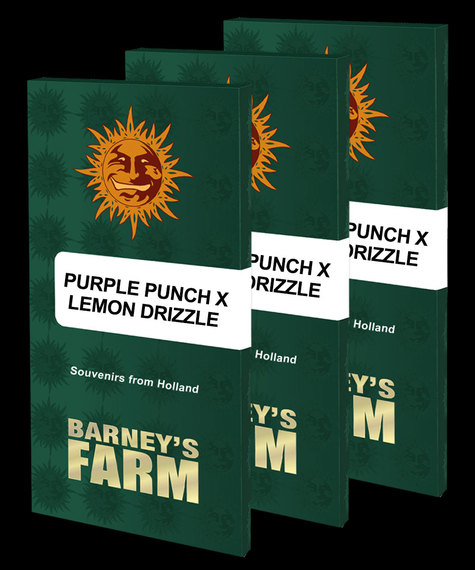 Purple Punch X Lemon Drizzle Strain