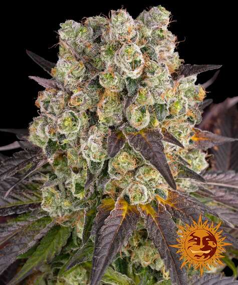 Purple Punch X Lemon Drizzle-image