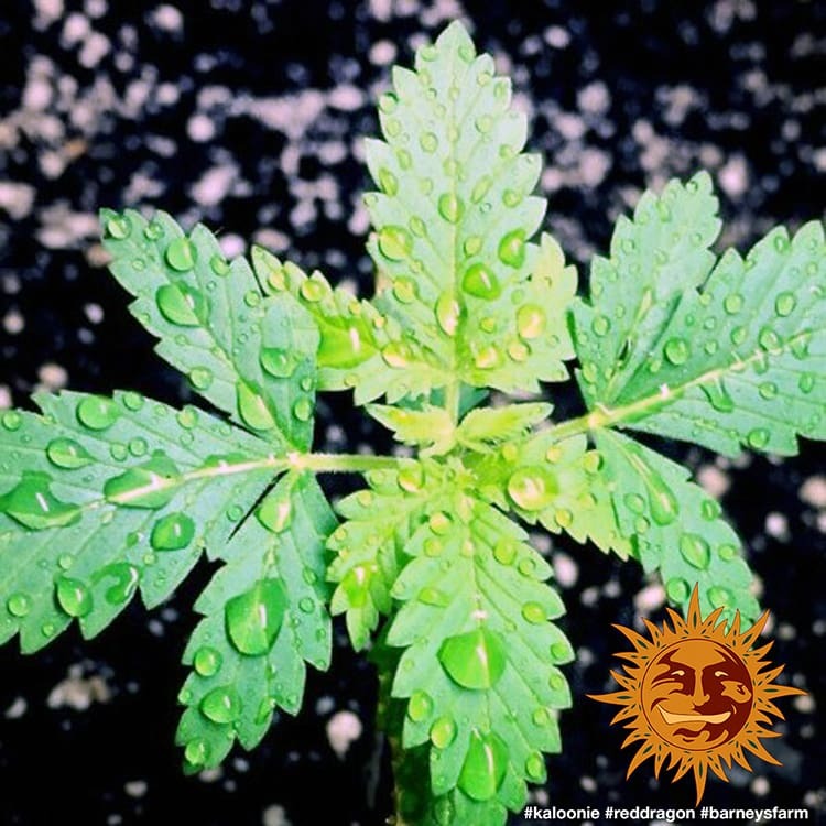 ! RED DRAGON™ Cannabis Seeds | BARNEYS FARM®