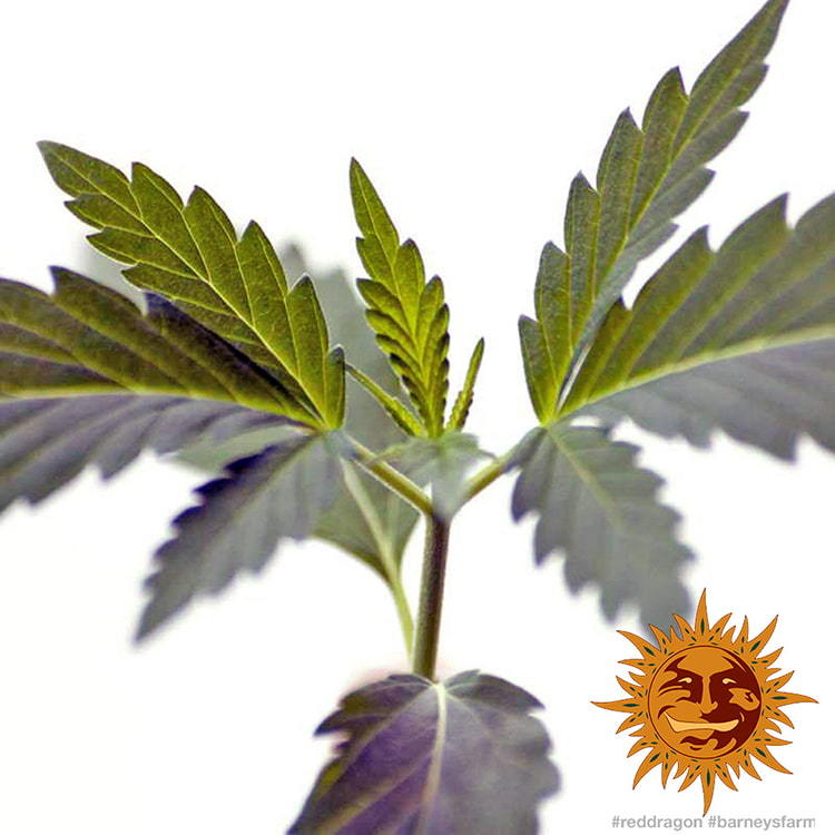 ! RED DRAGON™ Cannabis Seeds | BARNEYS FARM®