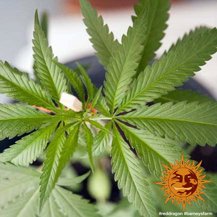 ! RED DRAGON™ Cannabis Seeds | BARNEYS FARM®
