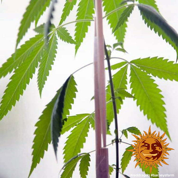 ! RED DRAGON™ Cannabis Seeds | BARNEYS FARM®