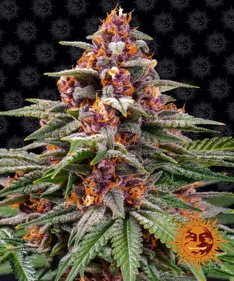 Runtz Auto Strain