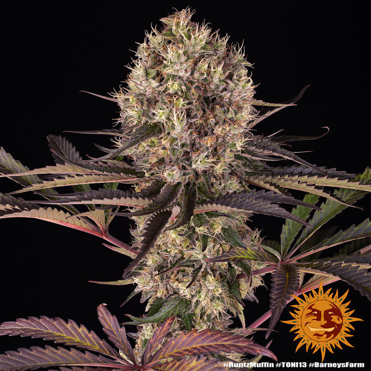 Runtz Muffin Barneys Farm Cannabis Zaden