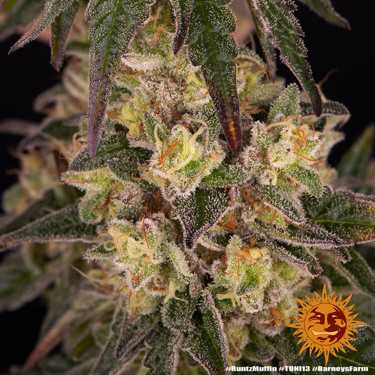 Runtz Muffin Cannabis Seeds Barneys Farm
