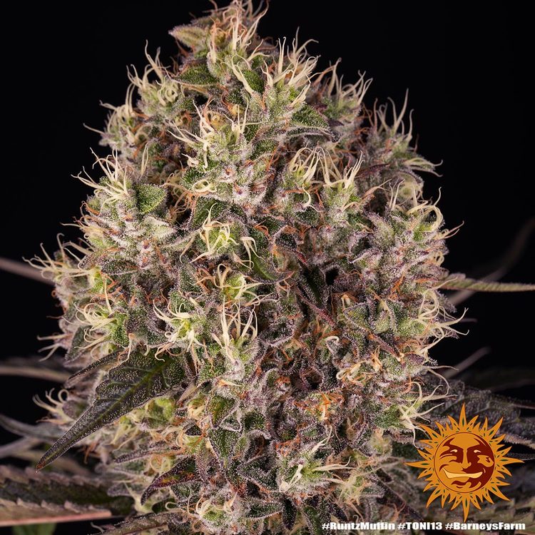 Runtz Muffin Cannabis Seeds Barneys Farm