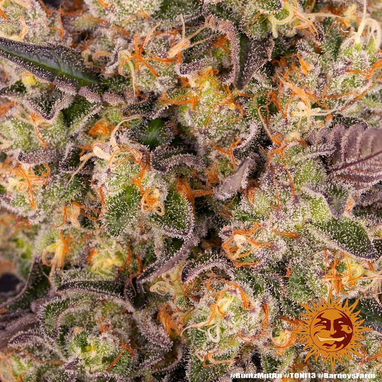 Runtz Muffin Barneys Farm Cannabis Zaden