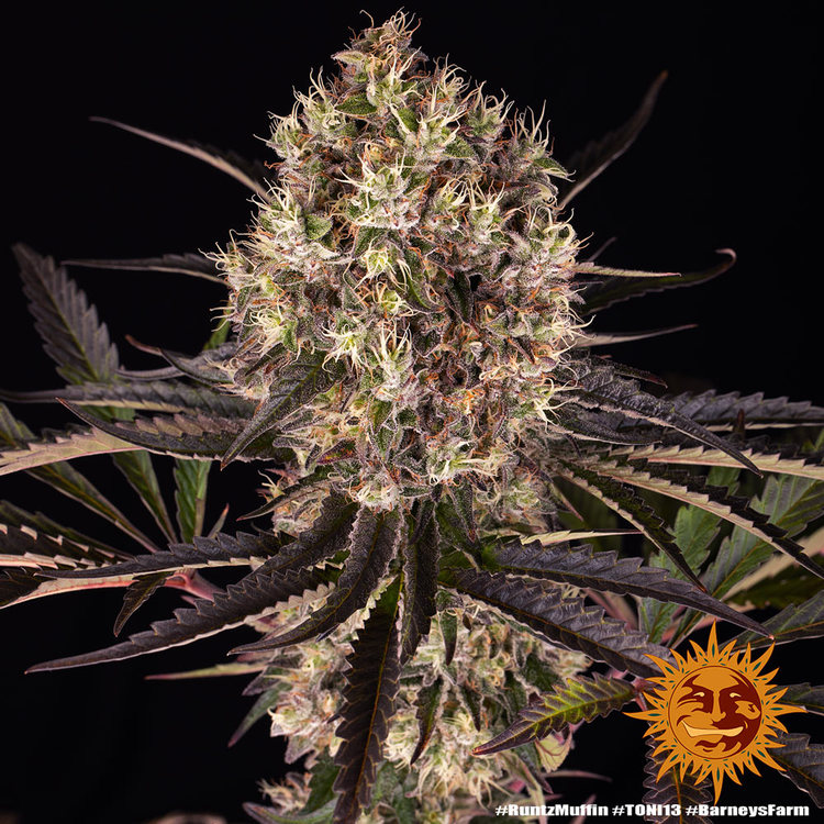 Runtz Muffin Barneys Farm Cannabis Zaden