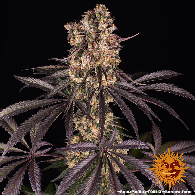 Runtz Muffin Barneys Farm Cannabis Zaden