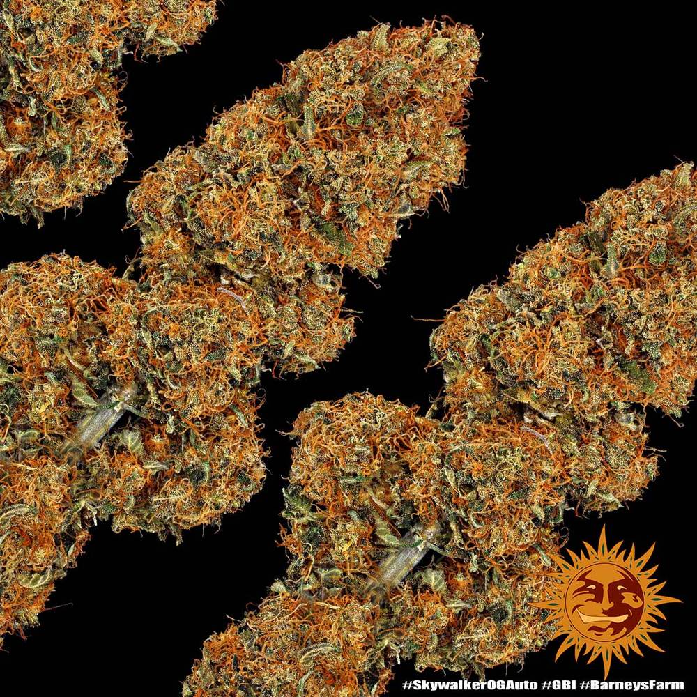 ! SKYWALKER OG AUTO™ Autoflowering Cannabis Seeds BARNEYS FARM®